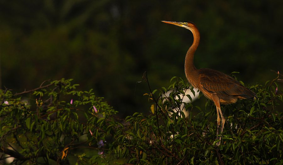Purple Heron in evening light — Keoladeo National Park