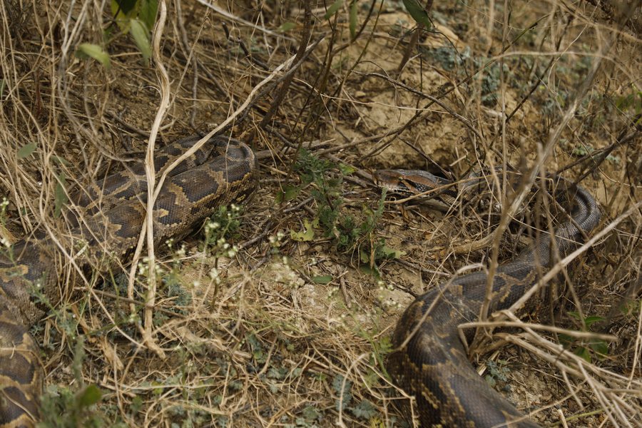 A coiled python, camouflaged in dry grass